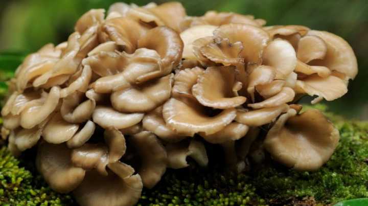 maitake