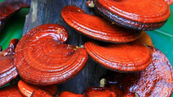 reishi