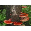Ganoderma - Reishi ( Lingzhi )