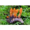 Cordyceps - Housenice