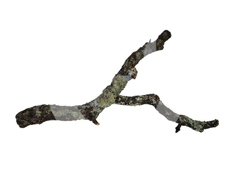 Korková větev 75-100 cm