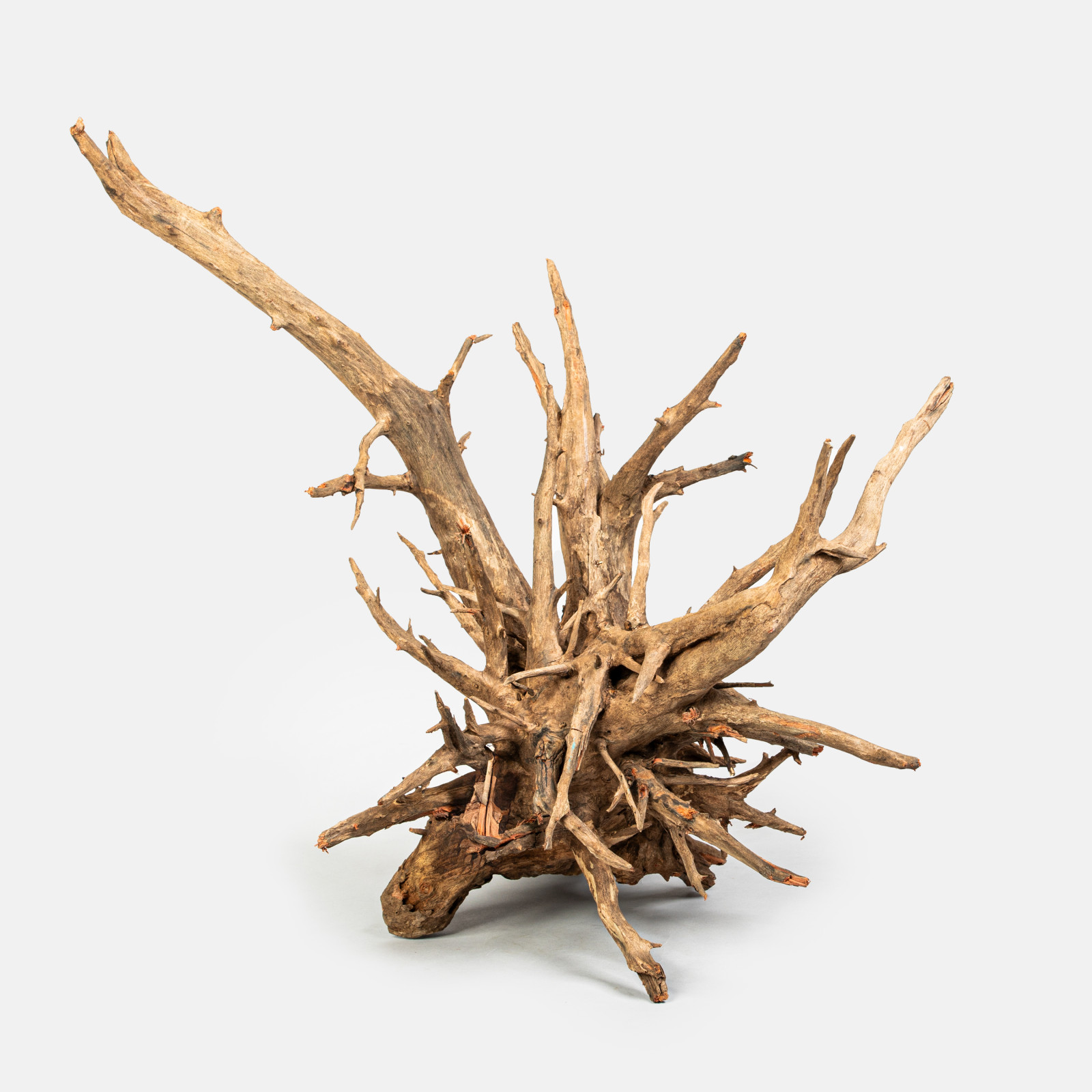 Kongo wood kořen Varianta: Velikost M