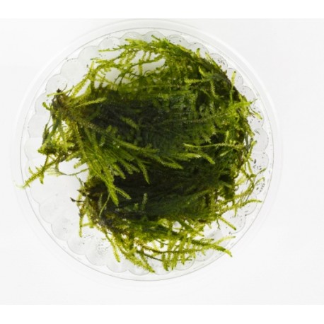 Mech - Singapore moss (Vesicularia dubyana)