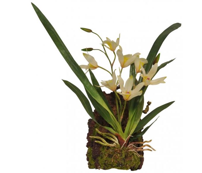 Lucky Reptile Jungle Plants kvetoucí - Závěsná orchidej bílá cca 20x30 cm