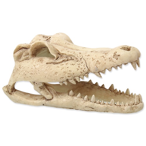 Repti Planet Krokodýl lebka 13,8x6,8x6,5 cm