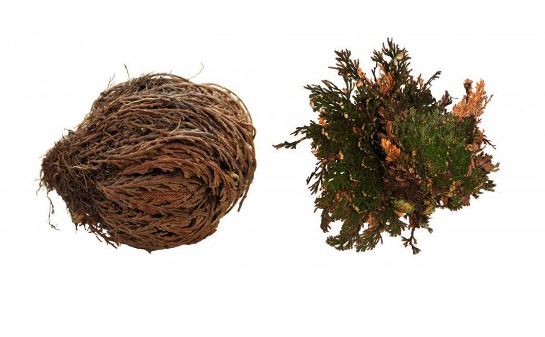 Lucky Reptile Rose of Jericho 50 g FP-64210