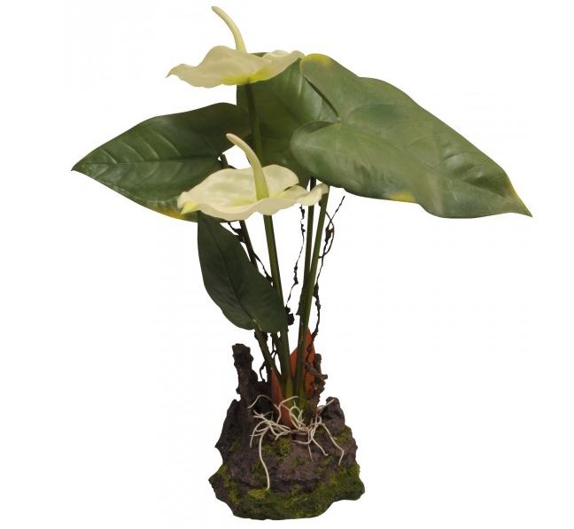 Lucky Reptile Jungle Plants kvetoucí - Anthurium bílé cca 25 cm