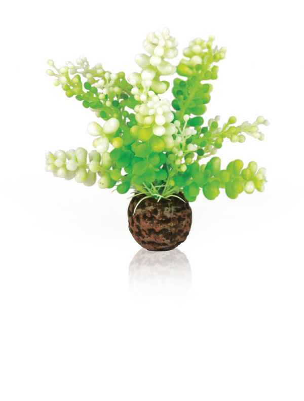 biOrb Plastová rostlina - Caulerpa zelená 13 cm