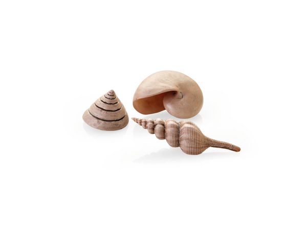 biOrb Umělá dekorace - Sea Shells Decor Set natural 13 cm, 6,5 cm, 9,5 cm