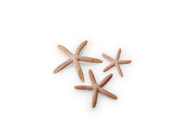 biOrb Umělá dekorace - Star Fish Decor Set přírodní 12, 10 a 8 cm