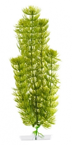 JK rostlina Anacharis 25-28 cm