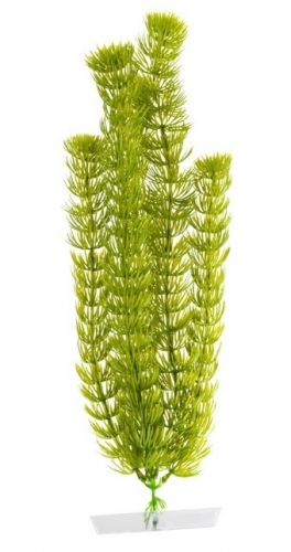 JK rostlina Anacharis 38-43 cm
