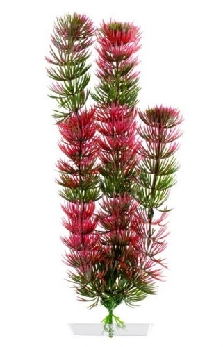 JK rostlina Red Anacharis 18-21 cm