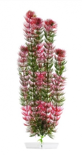 JK rostlina Red Anacharis 38-43 cm