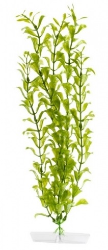 JK rostlina Hygrophila 25-28 cm