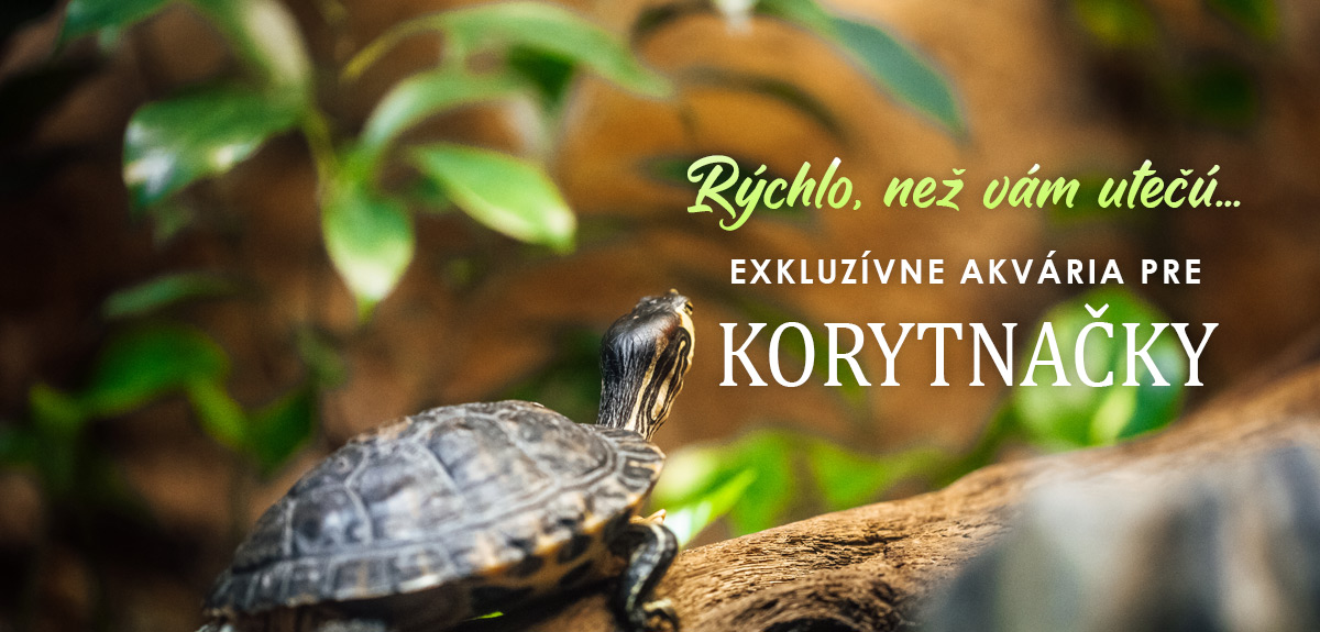 Akvária pre korytnačky