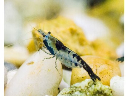 black rili shrimp tropco