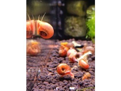 Planorbarius sp.-Kotuľka (mix)