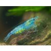 AA Bred Sky Blue Shrimp Small 7 1080x
