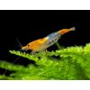 orange rili neocaridina shrimp 02