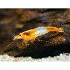 Neocaridina Orange RilliXrIHG5URWJMtq
