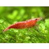 cherry shrimp tropical