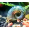 blue leopard ramshorn snail