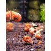 Planorbarius sp.-Kotuľka (mix)