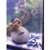 Neocaridina davidi Blue dream