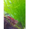 Neocaridina davidi Bloody Marry