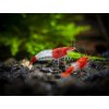 Red Rili Shrimp Neocaridina davidi Tank Bred