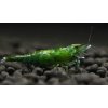 1492525646 neocaridina heteropoda var. green jade 1