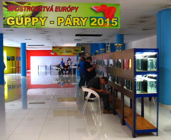 Reportáž - CaridinaShow, guppy páry a betta splendens v Žilině