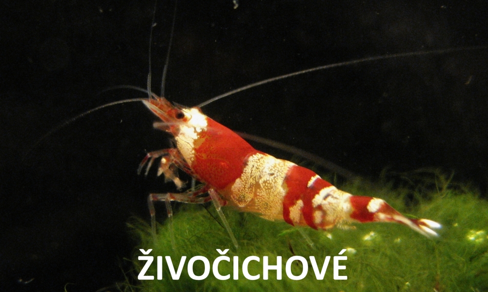 Živočichové