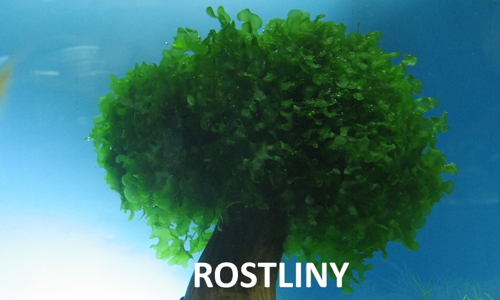 Rostliny