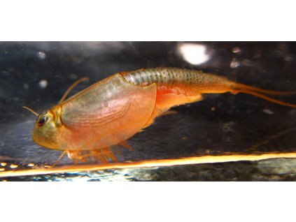 Triops longicaudatus