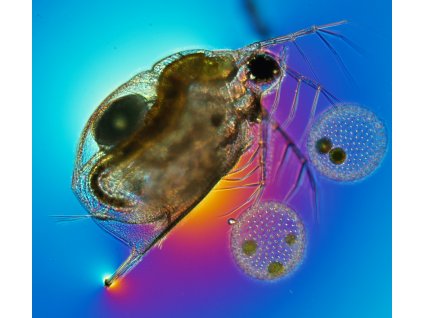 Moina macrocopa