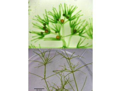 Nitella flexilis - skleněnka křehká