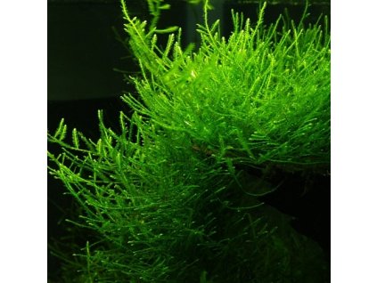 Jávský mech - Taxiphyllum barbieri