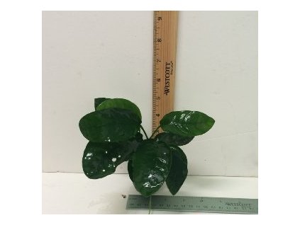 anubias barteri var. nana
