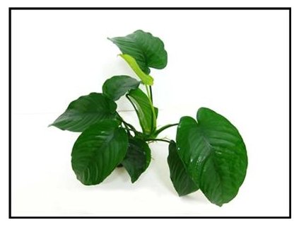 anubias barteri var. barteri