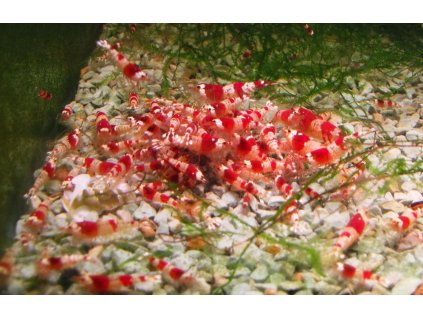 Crystal red krevety prosperující na zeolitu
