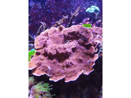 Hnědočervená Montipora