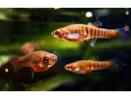Neoheterandria elegans