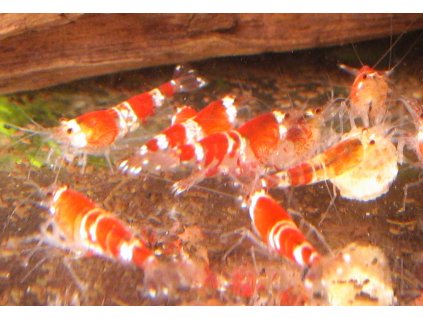 Crystal red B C