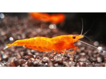 Neocaridina davidi vat. Orange