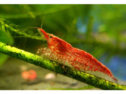 Neocaridina davidi var. Red Cherry