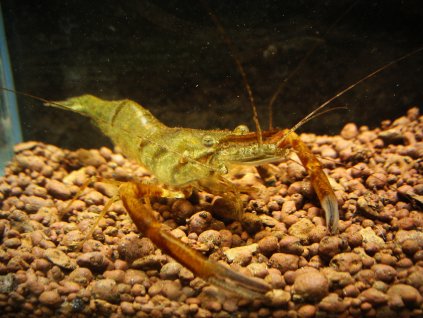 Macrobrachium dayanum - Krevetka čokoládová