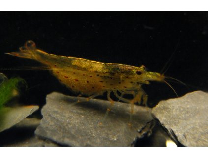 Caridina japonica multidentata