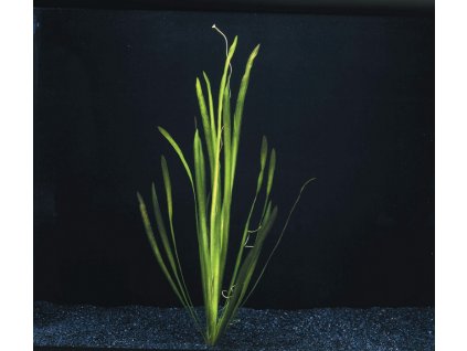 Valisneria spiralis
